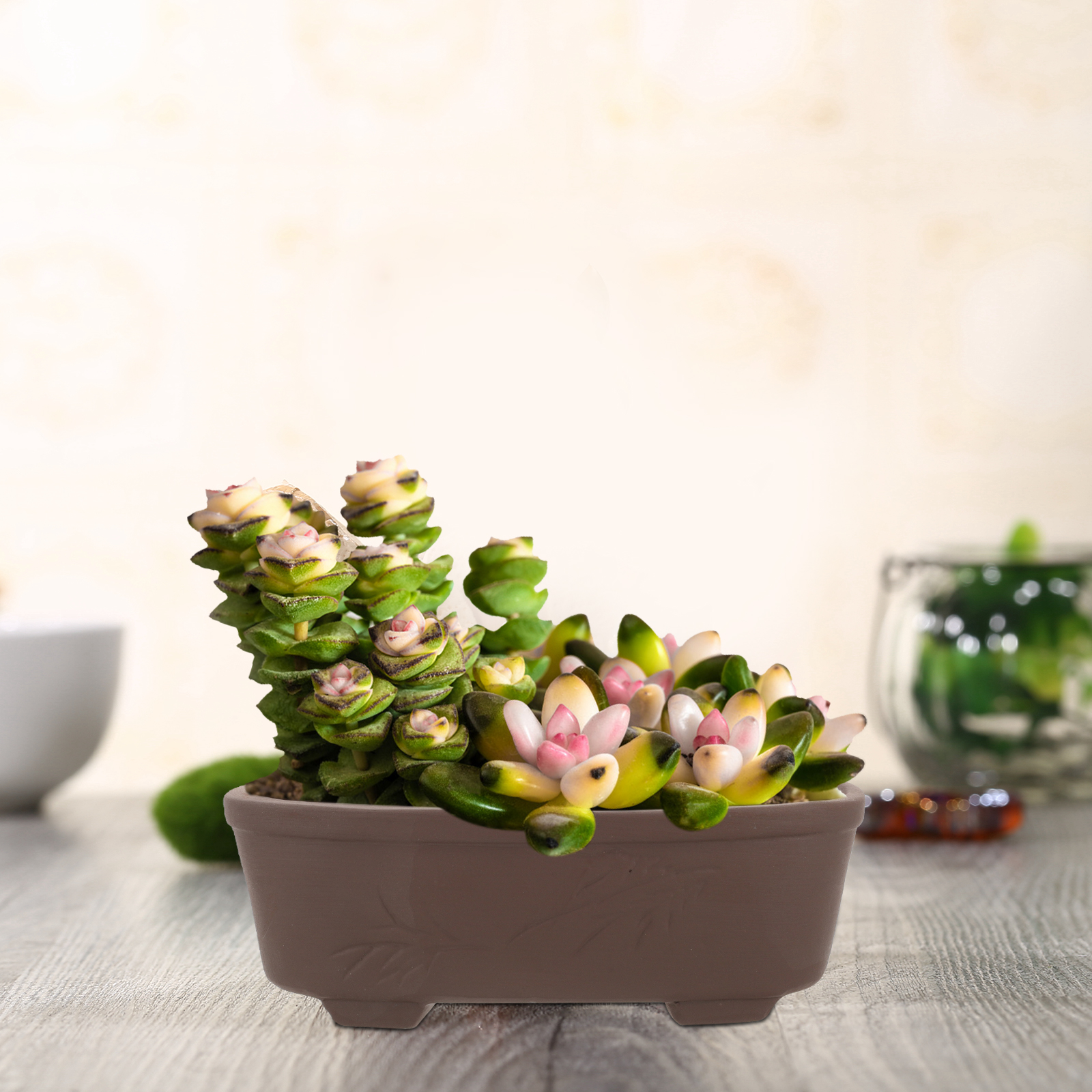 Handmade Vintage Style Clay Te – Pilea Peperomioides recenzja i cena