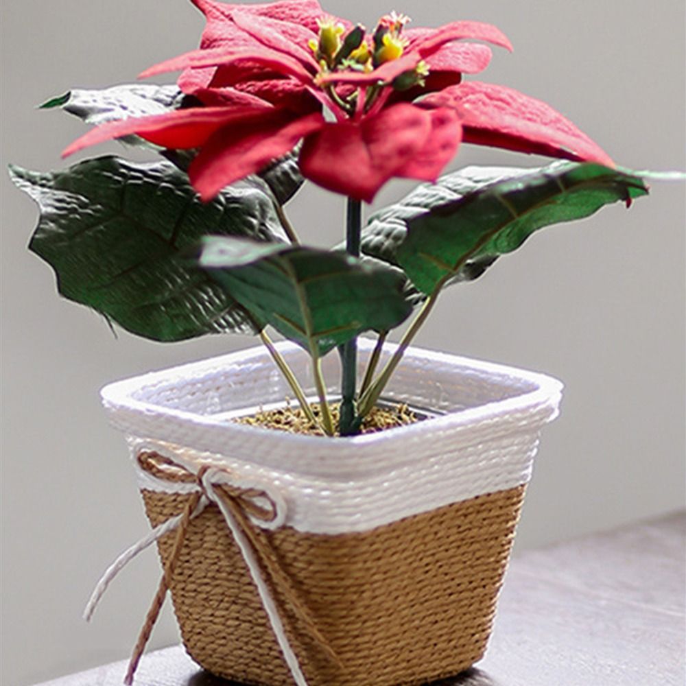 Paper Rope Braided Braided Flo – Aloe Vera Pot recenzja i cena