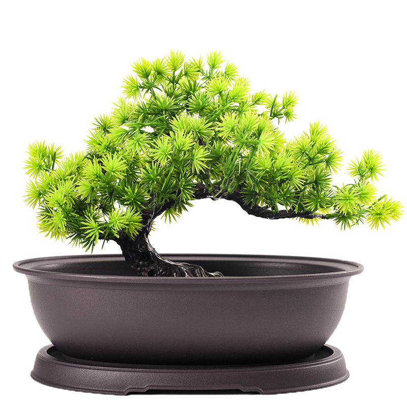 Outdoor Garden Landscape Bonsa – Pilea Peperomioides recenzja i cena