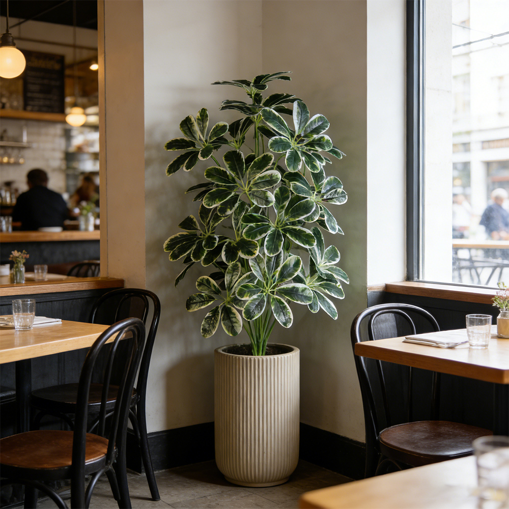 50-75cm Artifficial Maranta Pl – Dracaena Marginata recenzja i cena