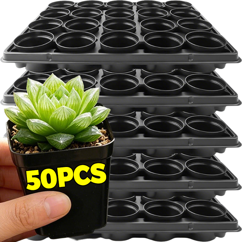 10/50Pcs Square Succulent Plas – Echeveria Succulent recenzja i cena