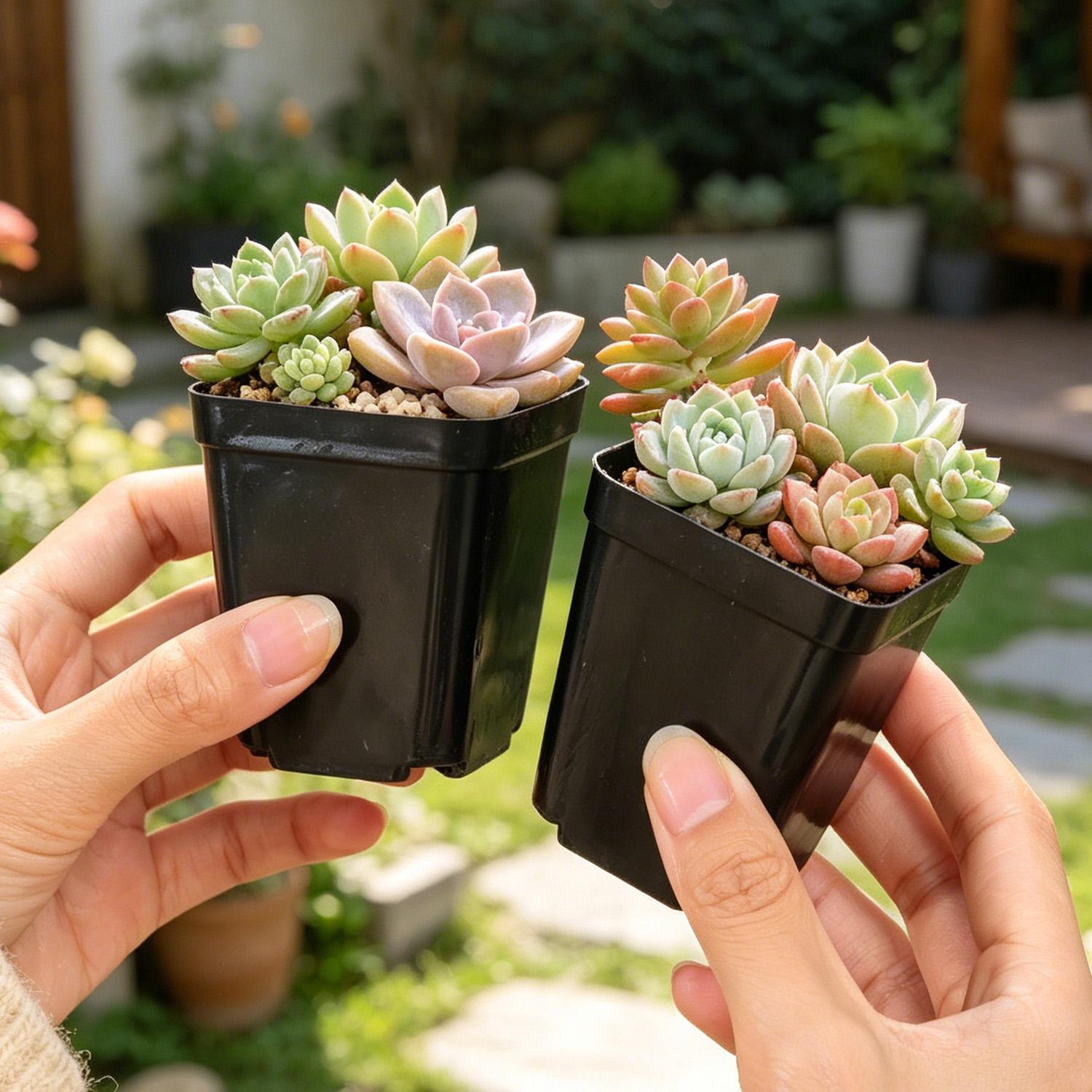 10/50Pcs Square Succulent Plas – Echeveria Succulent recenzja i cena