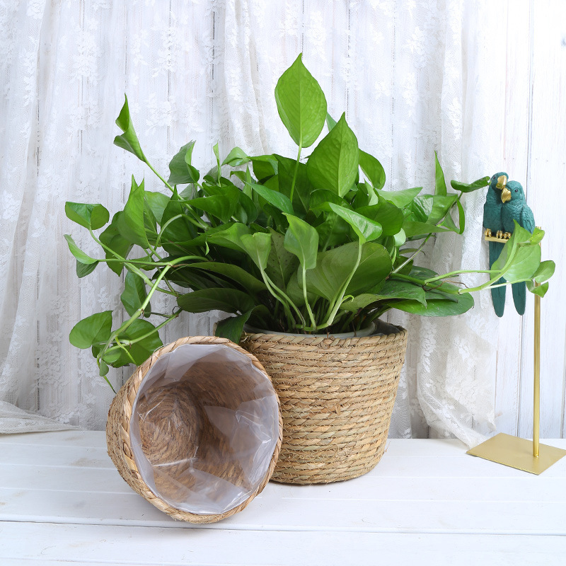 Straw Weaving Flower Plant Pot – Aloe Vera Pot recenzja i cena