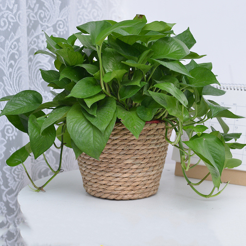 Straw Weaving Flower Plant Pot – Aloe Vera Pot recenzja i cena