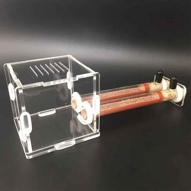 DIY Various Size Ant Farm Bamb – Begonia Rex recenzja i cena