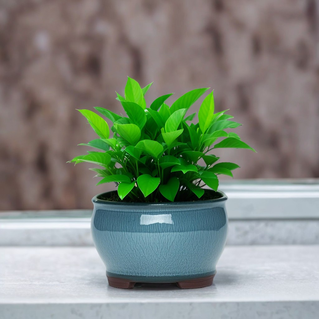 Ceramic Garden Planter Pots Ce – Aloe Vera Pot recenzja i cena