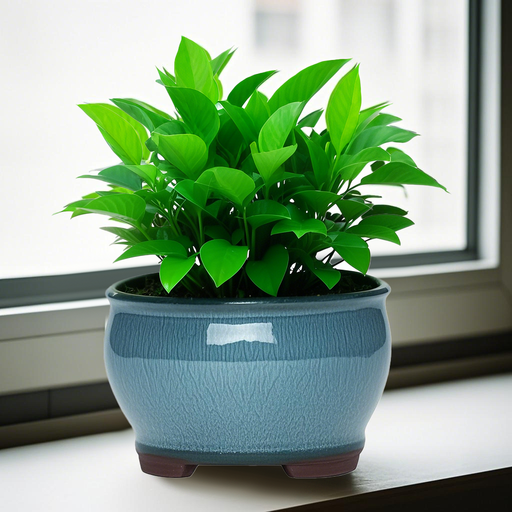 Ceramic Garden Planter Pots Ce – Aloe Vera Pot recenzja i cena