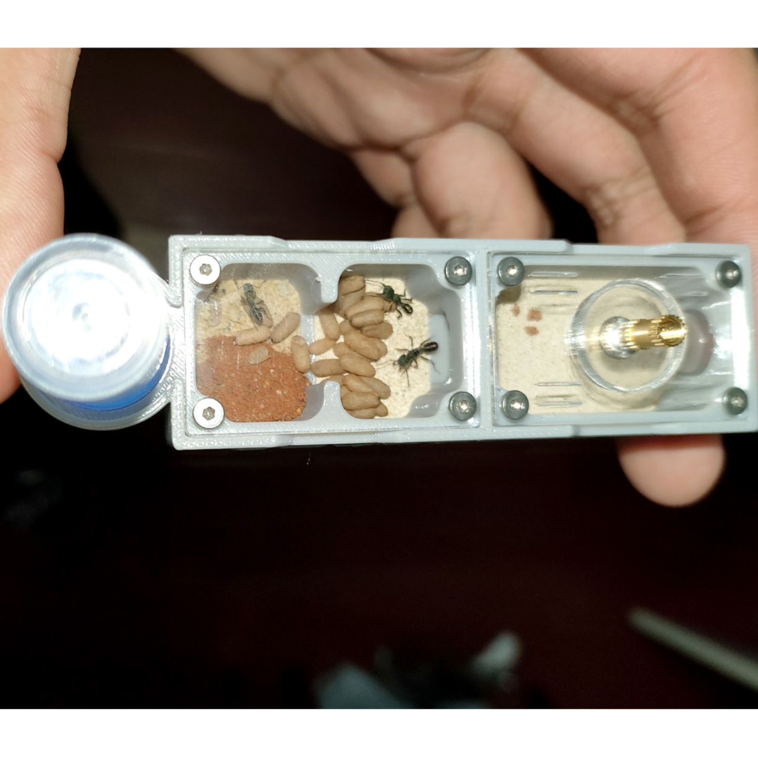【Truck】Ant Farm for Ants keepe – Begonia Rex recenzja i cena